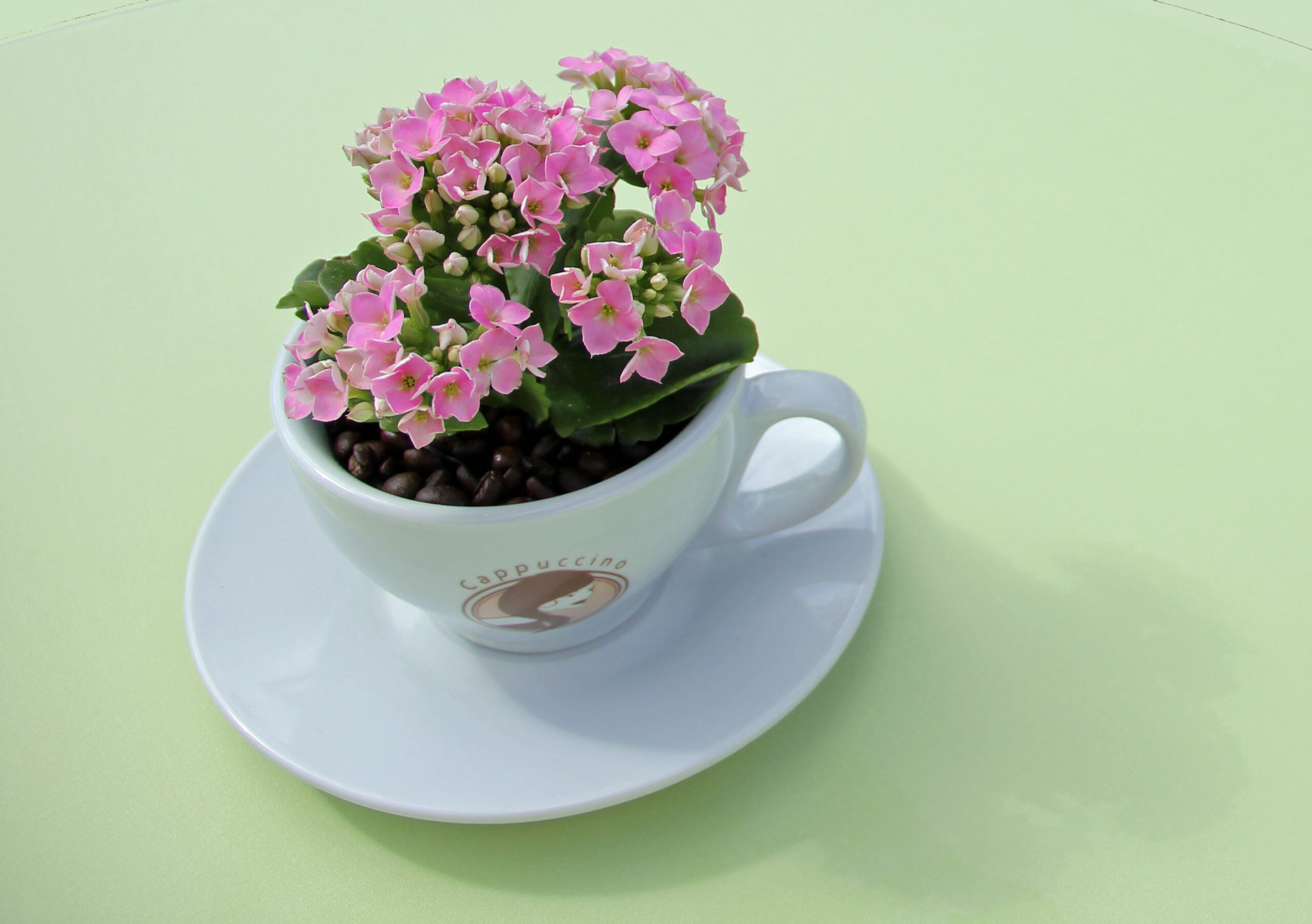 Tasse